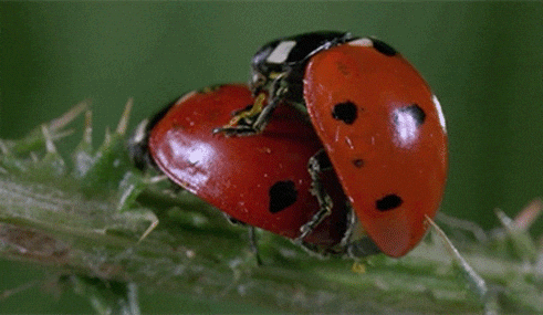 Insect love gif